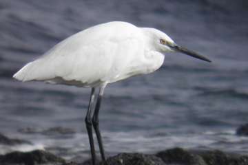 Salinetas y los pájaros/José Manuel Espiño.